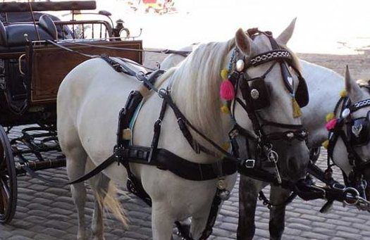 Horses, carriage and the old port (b)