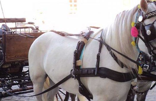 Horses, carriage and the old port