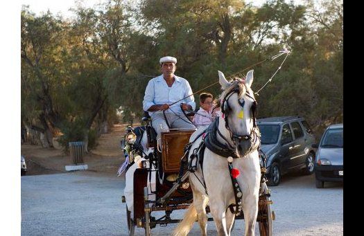 Front view of the mooving horse and carriage