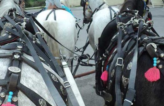 The horses and Stefanos junior