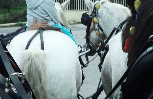 The horses and Stefanos junior (b)