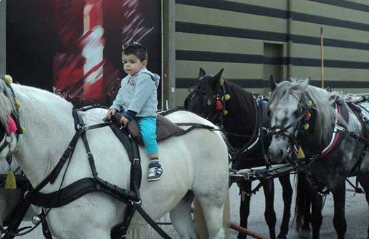 Side view of the horses and carriage
