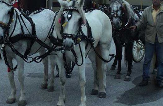 The family and their horses